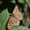 PAPILLON. TIRCIS sur feuille d'ortie. Chemin de biodiversité à Fay. LISE JALOUX